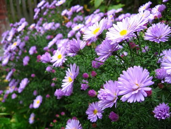 Blazing Star Blazing Star